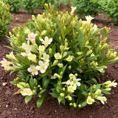 Weigelia Picobella Bianco - Leaderplant