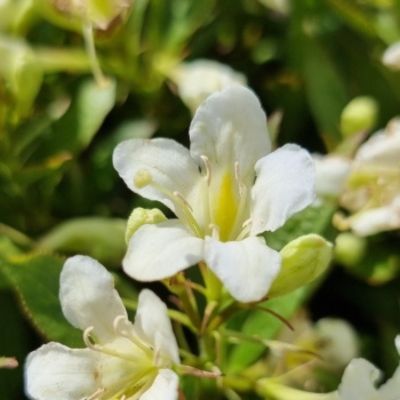Weigelia Picobella Bianco - Leaderplant