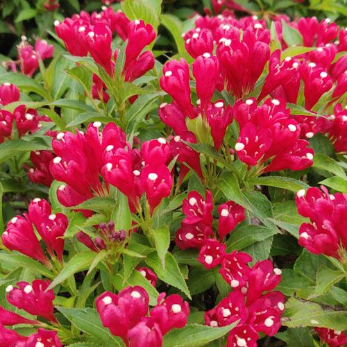 Weigela Picobella Rosso ® - Leaderplant