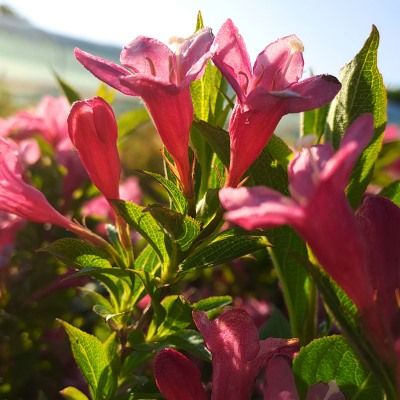 Weigela Picobella Rosa ® - Leaderplant