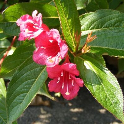 Weigelia Brystol Ruby - Leaderplant