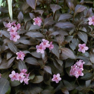Weigelia nain 'Elvera' ® - Leaderplant