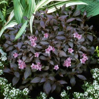 Weigelia nain 'Elvera' ® - Leaderplant