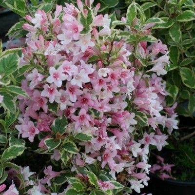 Weigelia panaché nain - Leaderplant