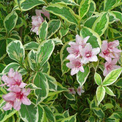 Weigelia panaché nain - Leaderplant