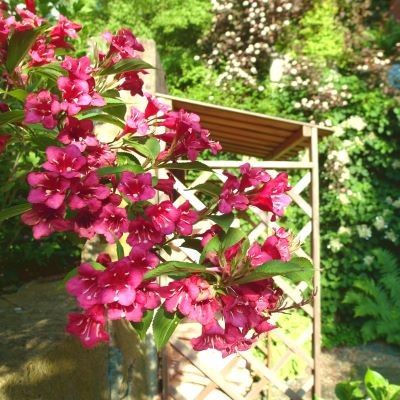 Weigelia Brystol Ruby - Leaderplant