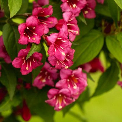 Weigelia Brystol Ruby - Leaderplant