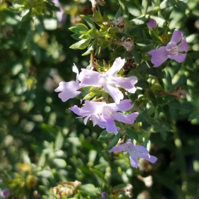 Westringia Blue Armor - Romarin australien  - Leaderplant