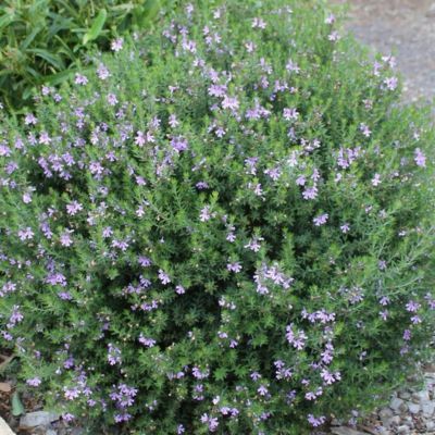 Westringia Blue Armor - Romarin australien  - Leaderplant