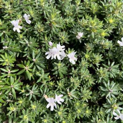 Westringia - Romarin australien  - Leaderplant
