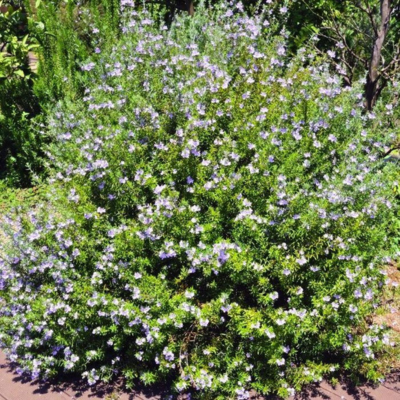 Westringia - Romarin australien  - Leaderplant
