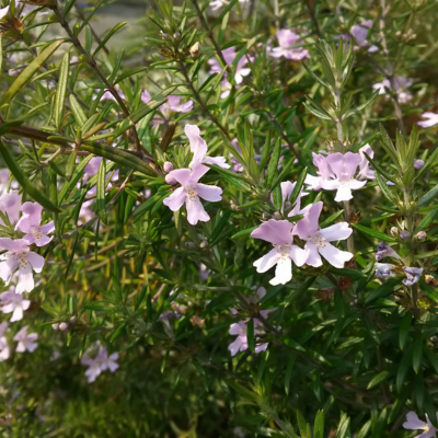 Westringia Naringa ®  - Leaderplant