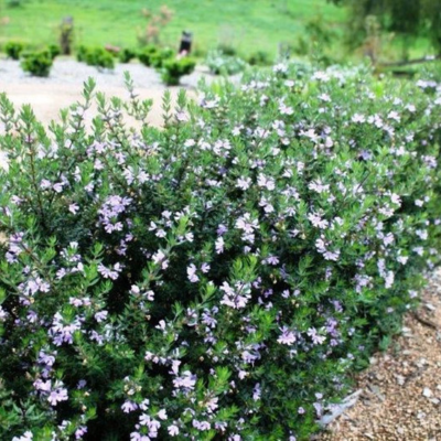 Westringia Naringa ®  - Leaderplant