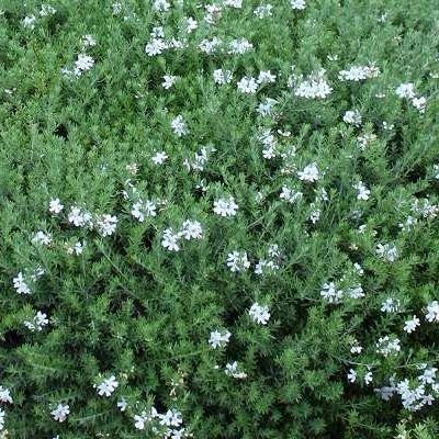 Westringia Mundi ® - Leaderplant