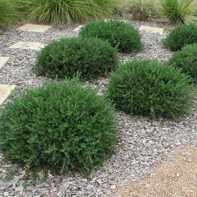 Westringia Mundi ® - Leaderplant