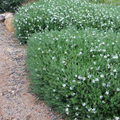 Westringia Mundi ® - Leaderplant