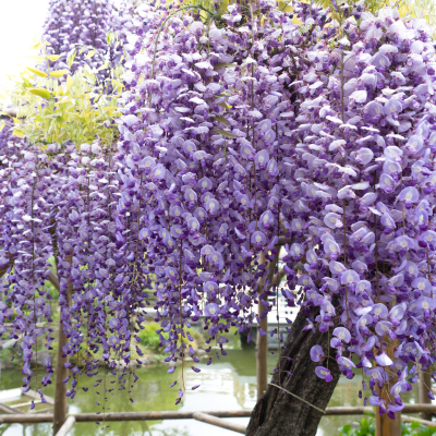 Glycine du Japon - Leaderplant