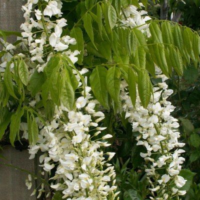 Glycine blanche du Japon - Vente en ligne de plants de Glycine blanche du  Japon pas cher | Leaderplant