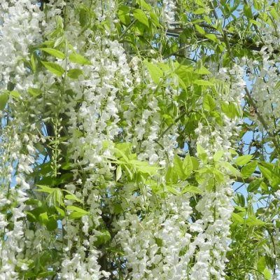 Glycine blanche du Japon - Leaderplant