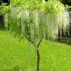 Glycine de Chine Blanche - Leaderplant