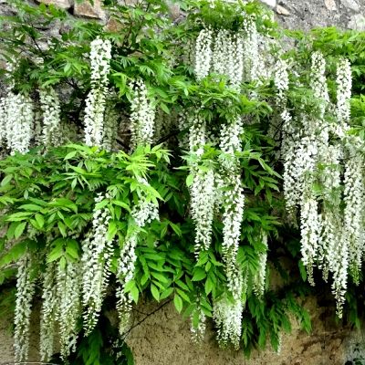 Glycine de Chine Blanche - Leaderplant