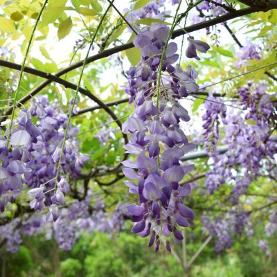 Glycine de Chine - Leaderplant