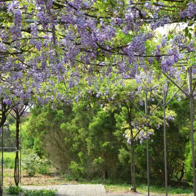 Glycine de Chine - Leaderplant