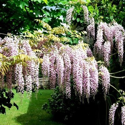 Glycine de Chine Rose - Leaderplant