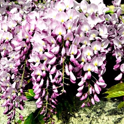 Glycine de Chine Rose - Leaderplant