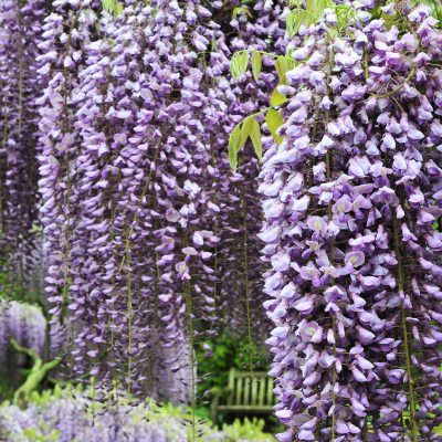 Glycine du Japon - Leaderplant