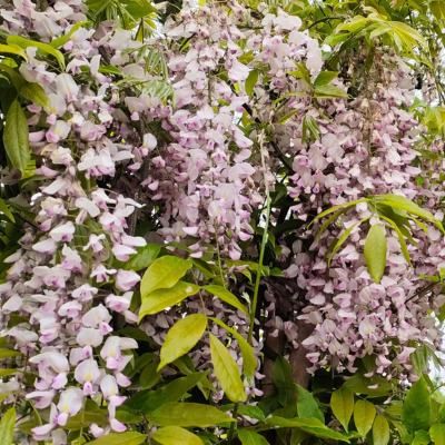 Glycine de Chine Rose - Leaderplant