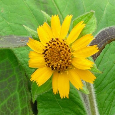 Yacon - Poire de Terre White - Leaderplant