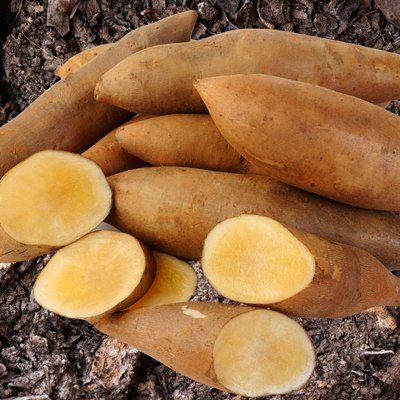 Yacon - Poire de Terre White - Leaderplant