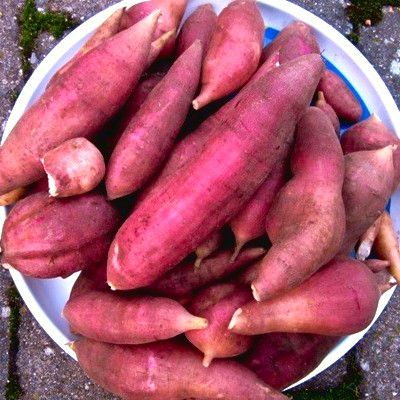 Yacon - Poire de Terre Red - Leaderplant