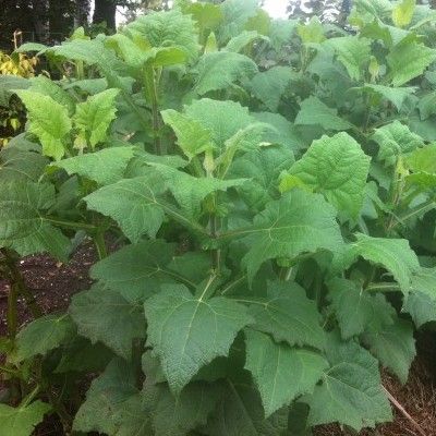 Yacon - Poire de Terre White - Leaderplant