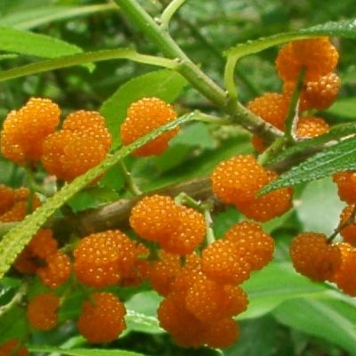 Yanagi Ichigo / fraise de saule  - Leaderplant