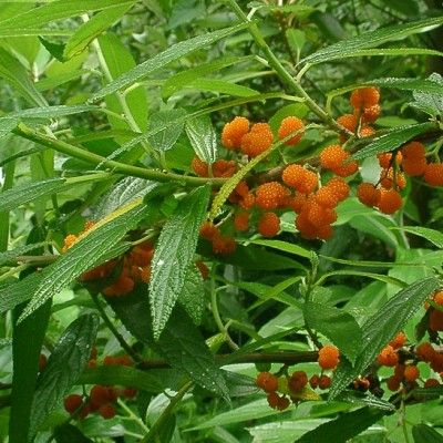 Yanagi Ichigo / fraise de saule  - Leaderplant