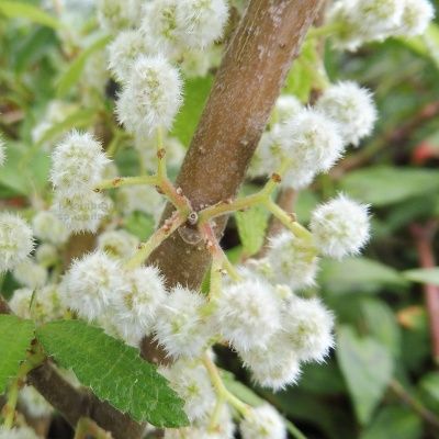 Yanagi Ichigo / fraise de saule  - Leaderplant
