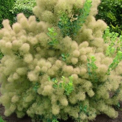 Cotinus 'Young Lady' ® - Arbre à Perruque - Leaderplant