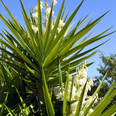 Yucca à feuilles d’aloès  - Leaderplant