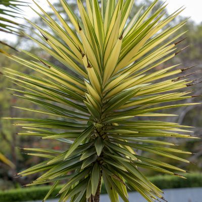Yucca à feuilles d’aloès panaché   - Leaderplant
