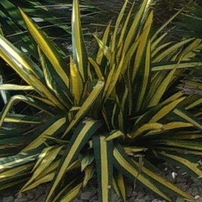 Yucca Bright Edge - Leaderplant