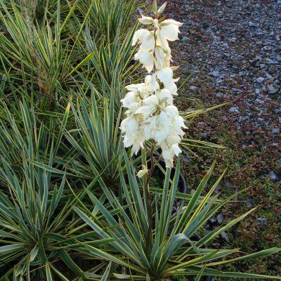 Yucca Bright Edge - Leaderplant