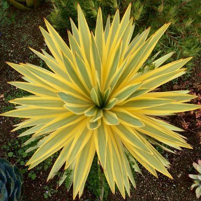 Yucca Bright Star - Leaderplant