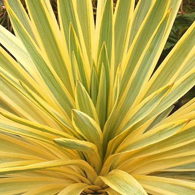 Yucca Bright Star - Leaderplant
