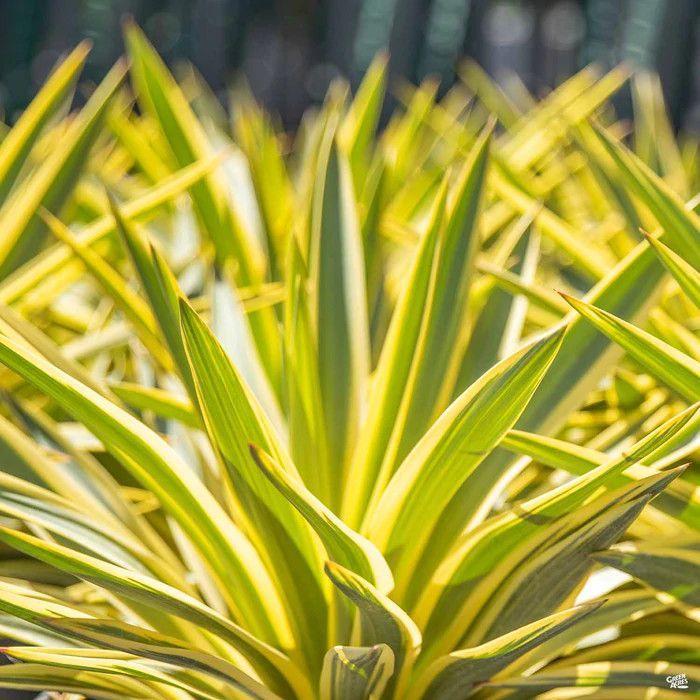 Yucca Bright Star - Leaderplant