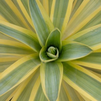 Yucca Citrus Twist ® - Leaderplant