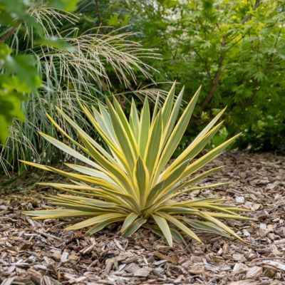 Yucca Citrus Twist ® - Leaderplant