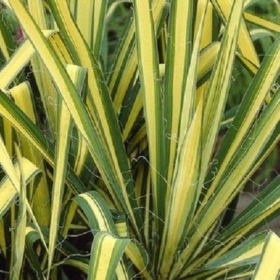 Yucca Colour Guard - Leaderplant