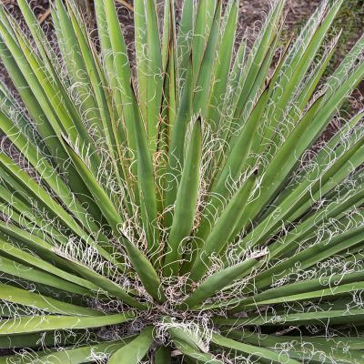 Yucca filamenteux - Leaderplant